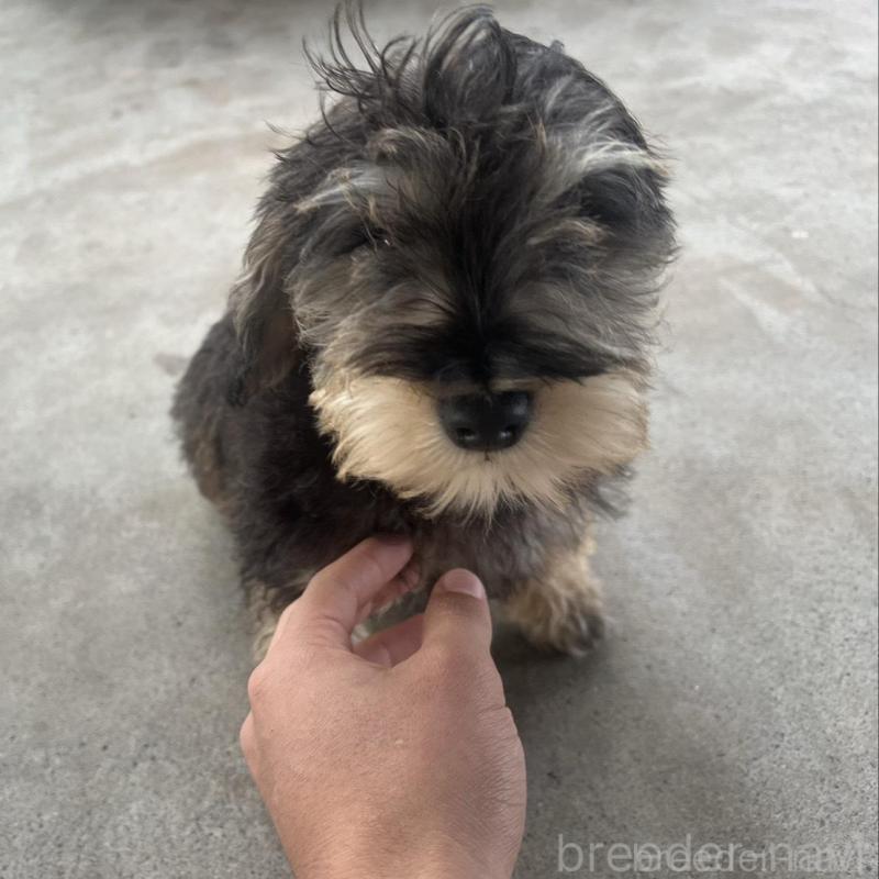 販売中の静岡県のミックス犬-426782の2枚目