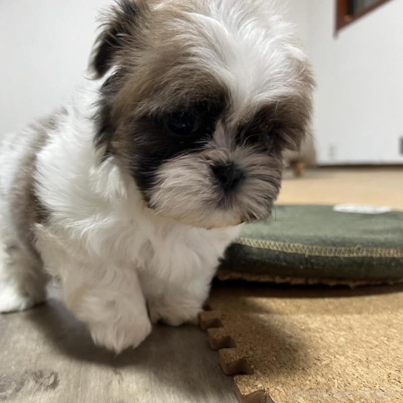 販売中の京都府のシーズー-426783の3枚目