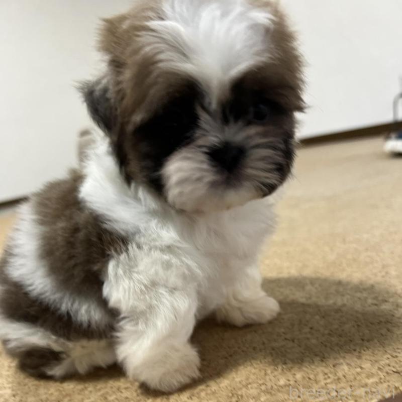 販売中の京都府のシーズー-426783の2枚目