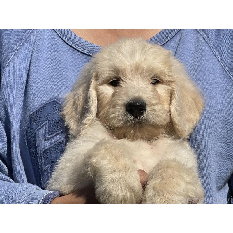 販売中の岐阜県のゴールデンドゥードル:ゴールデンレトリーバー×プードル-426784