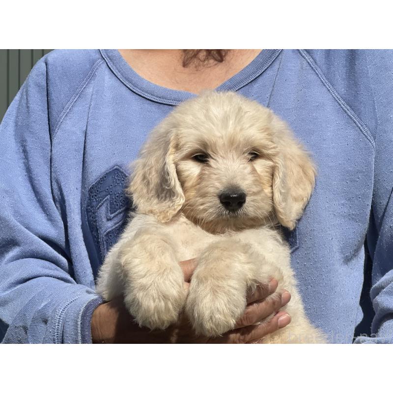 販売中の岐阜県のゴールデンドゥードル:ゴールデンレトリーバー×プードル-426784の6枚目