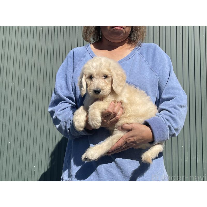 販売中の岐阜県のゴールデンドゥードル:ゴールデンレトリーバー×プードル-426784の5枚目