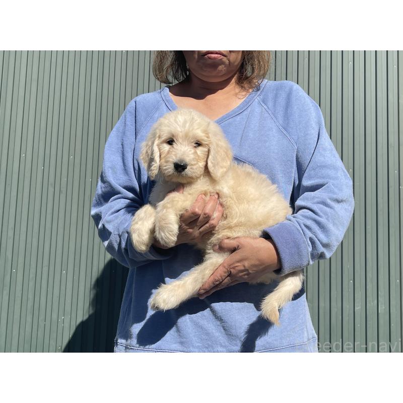 販売中の岐阜県のゴールデンドゥードル:ゴールデンレトリーバー×プードル-426784の4枚目