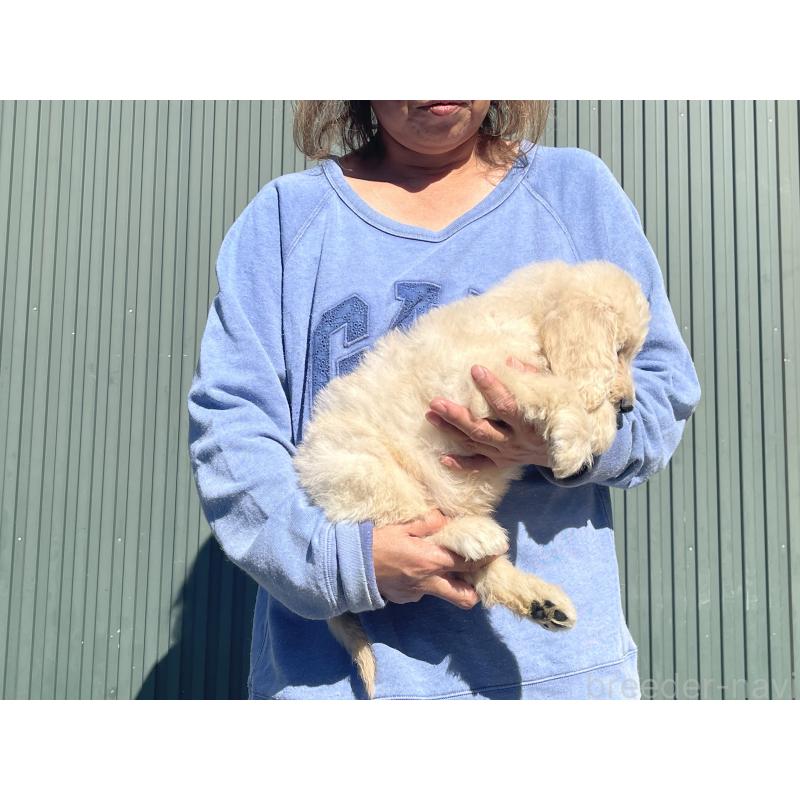 販売中の岐阜県のゴールデンドゥードル:ゴールデンレトリーバー×プードル-426784の3枚目