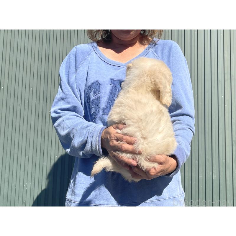 販売中の岐阜県のゴールデンドゥードル:ゴールデンレトリーバー×プードル-426784の2枚目