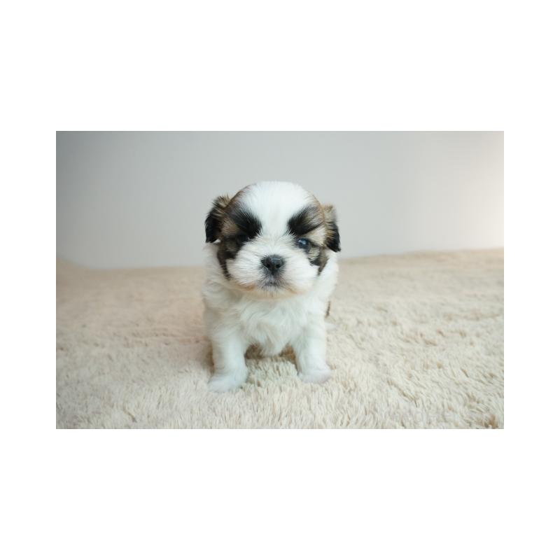 販売中の奈良県のシーズー-426787の5枚目