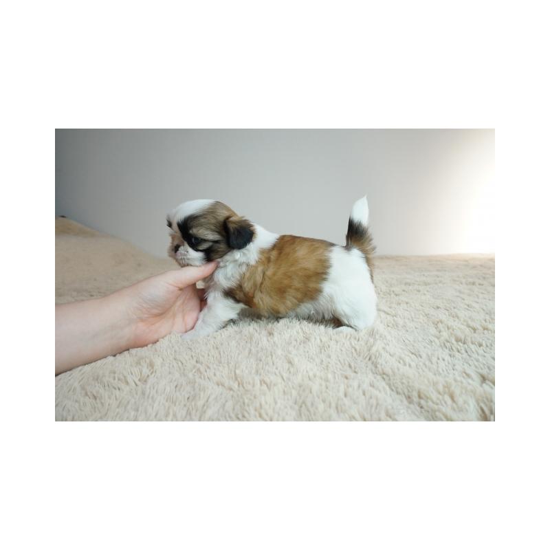 販売中の奈良県のシーズー-426787の3枚目