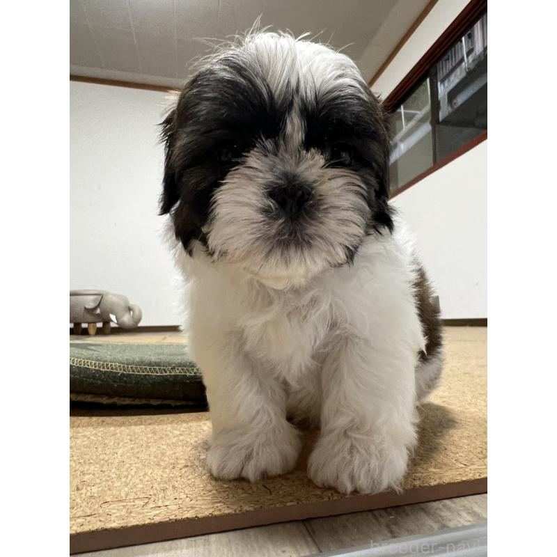 販売中の京都府のシーズー-426788の10枚目