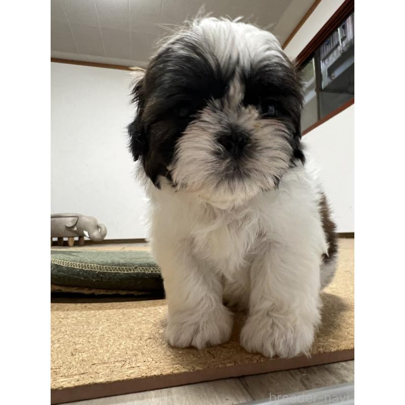 販売中の京都府のシーズー-426788の9枚目