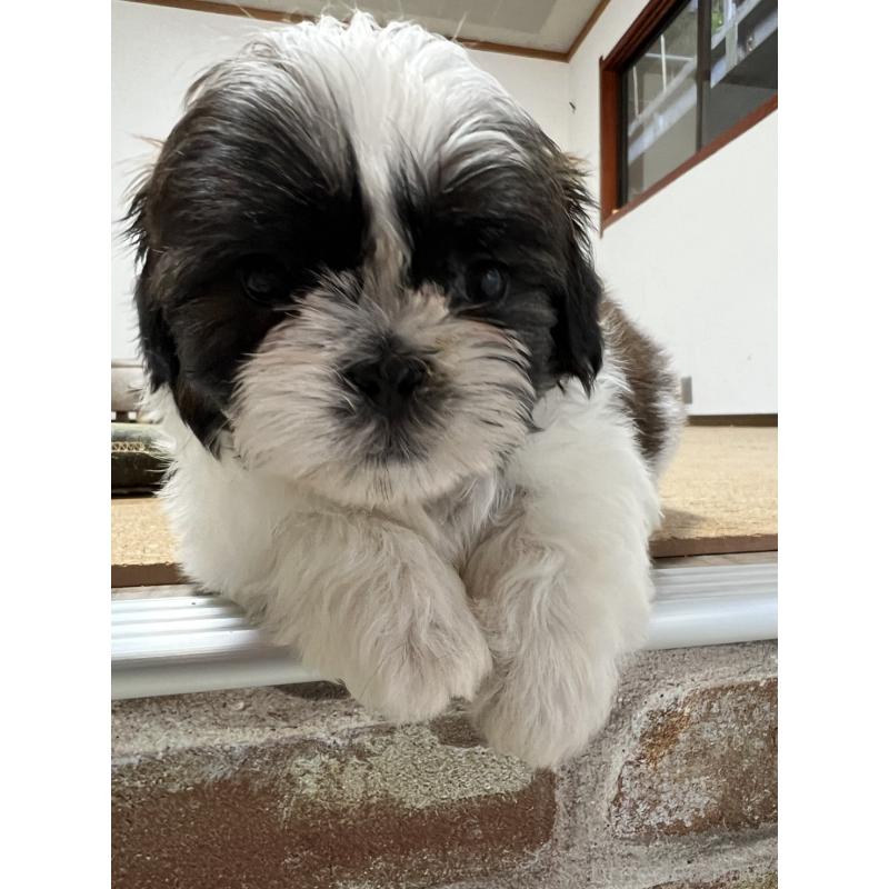 販売中の京都府のシーズー-426788の8枚目