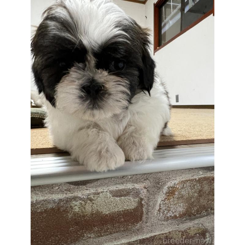 販売中の京都府のシーズー-426788の7枚目