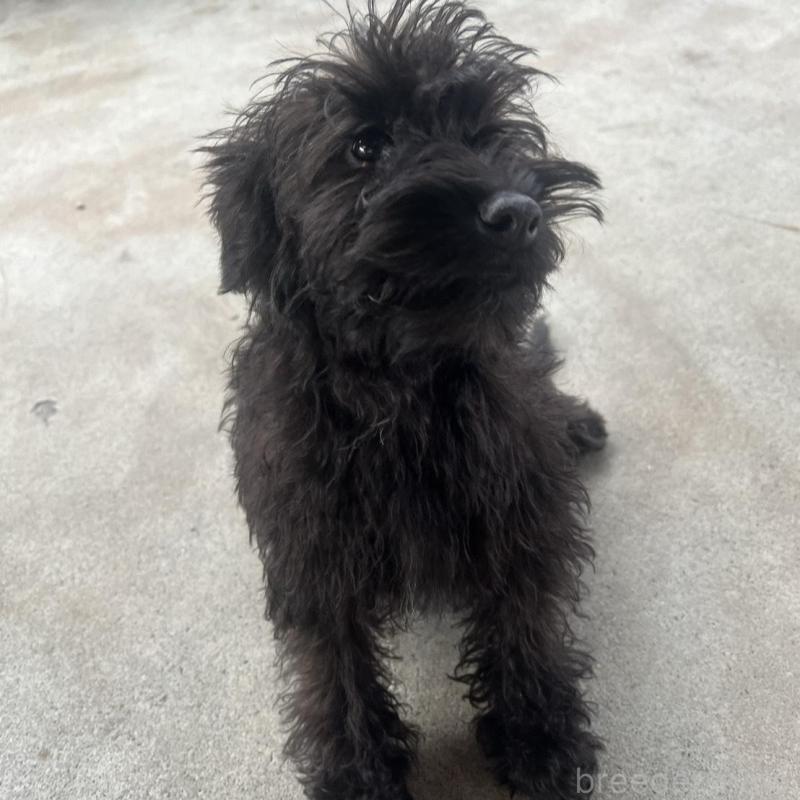 販売中の静岡県のミックス犬-426786の1枚目