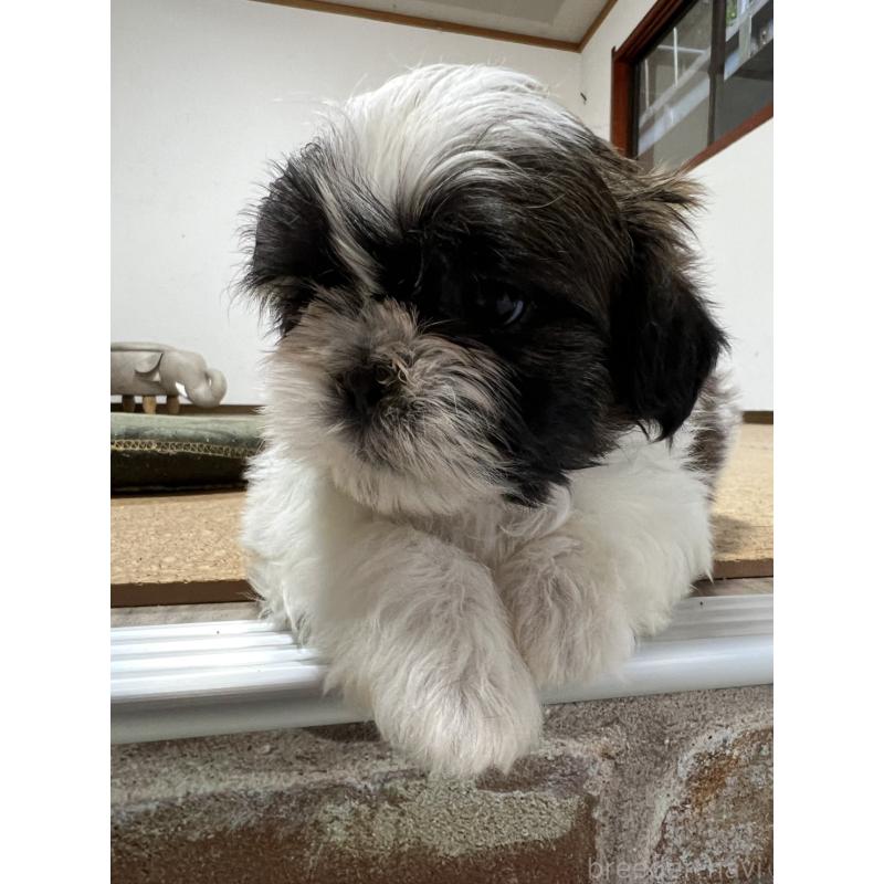 販売中の京都府のシーズー-426788の6枚目