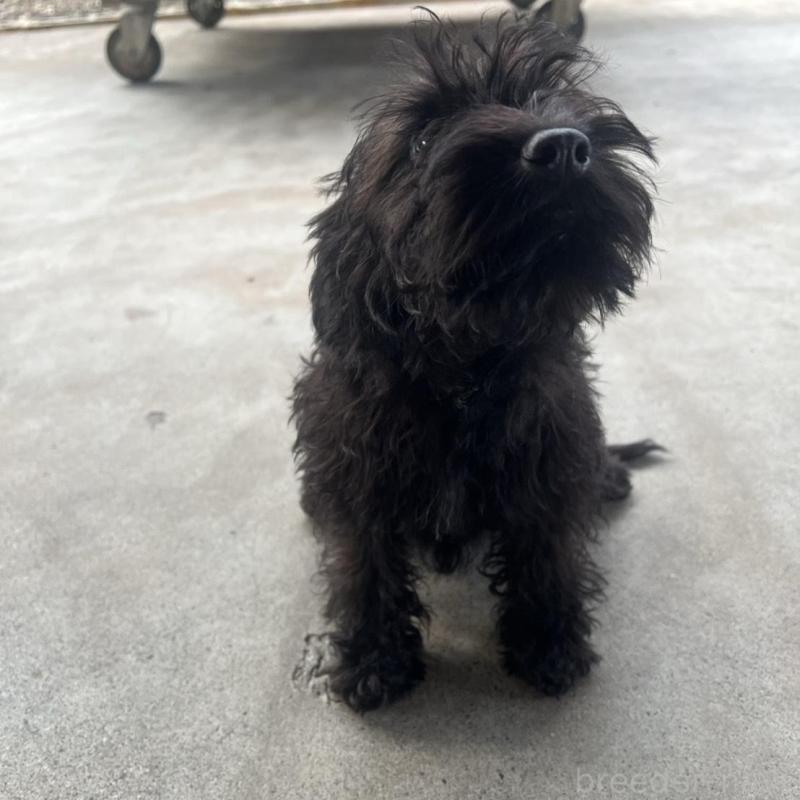 販売中の静岡県のミックス犬-426786の3枚目