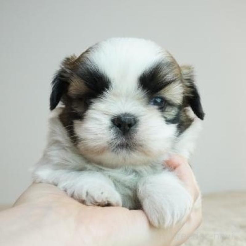 販売中の奈良県のシーズー-426787の1枚目