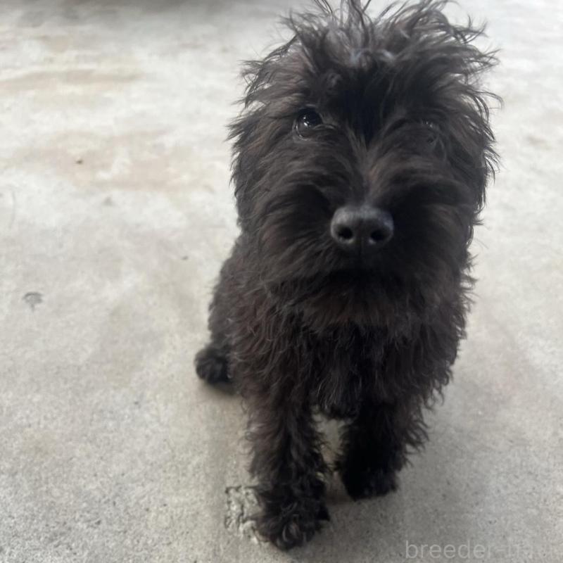 販売中の静岡県のミックス犬-426786の2枚目