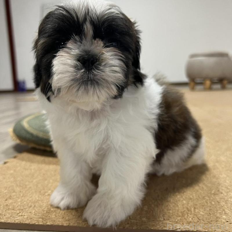 販売中の京都府のシーズー-426788の5枚目