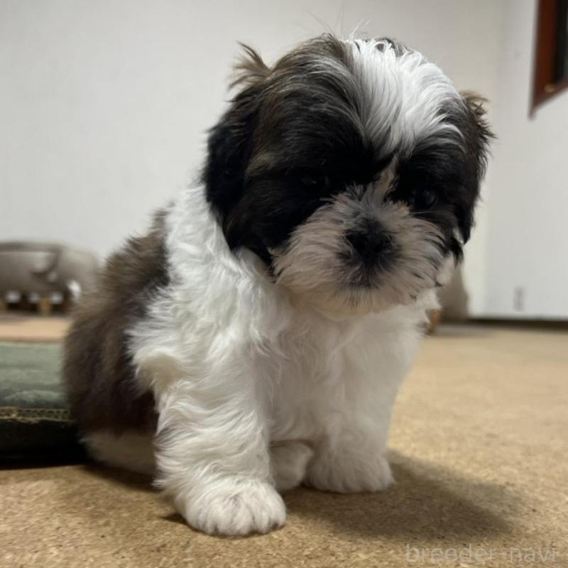 販売中の京都府のシーズー-426788の4枚目