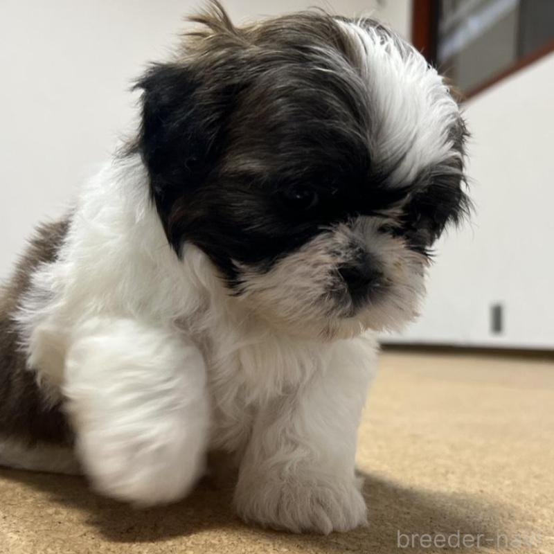 販売中の京都府のシーズー-426788の3枚目