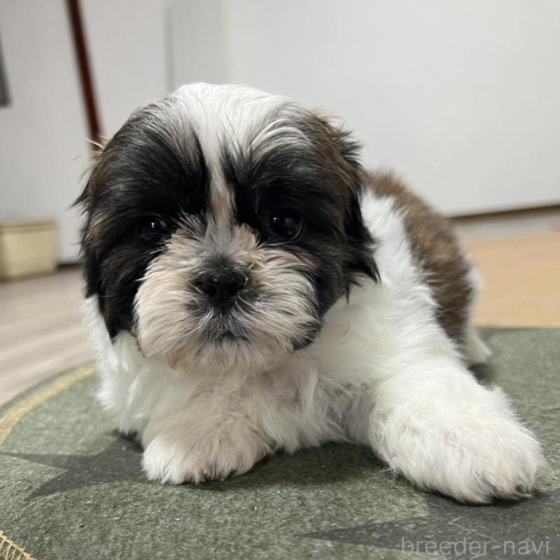 販売中の京都府のシーズー-426788の2枚目