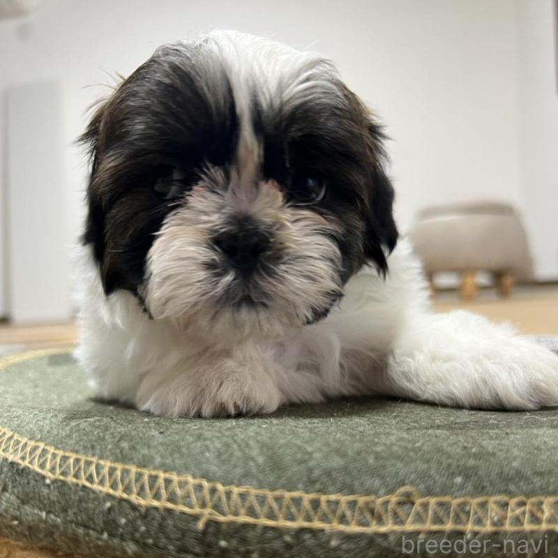 販売中の京都府のシーズー-426788