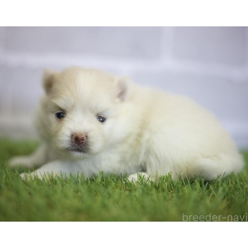 販売中の三重県のポメラニアン-426958の2枚目