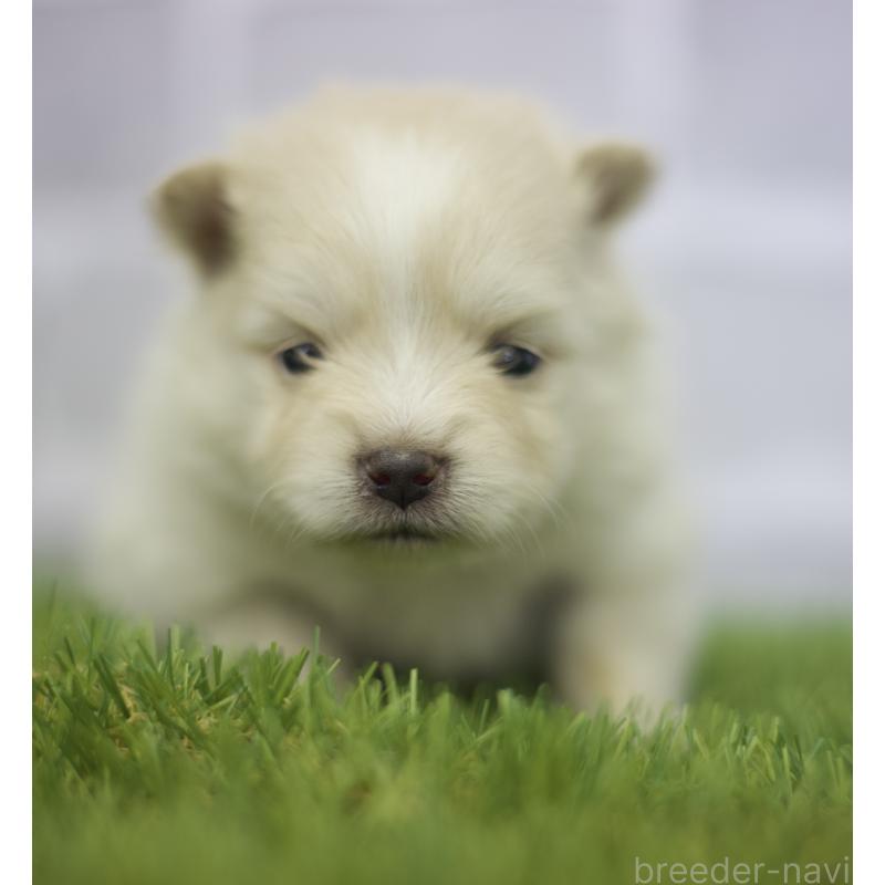 販売中の三重県のポメラニアン-426959の10枚目
