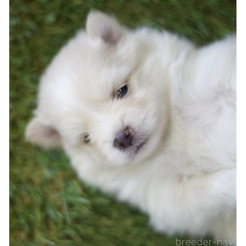 販売中の三重県のポメラニアン-426959の9枚目