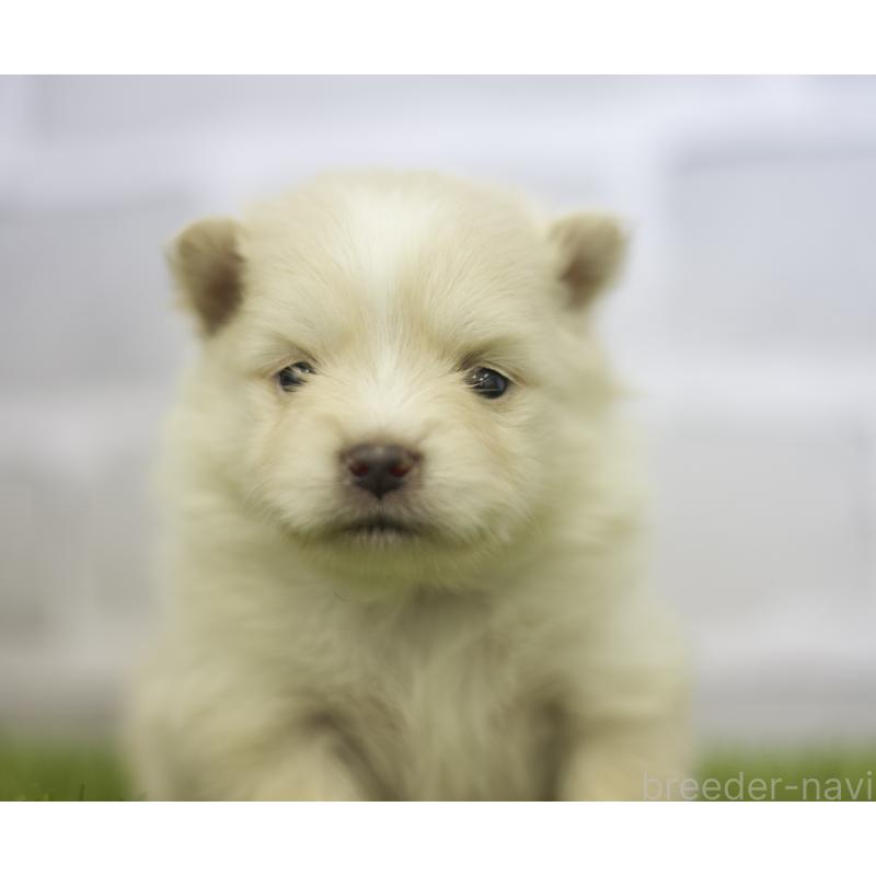 販売中の三重県のポメラニアン-426959の8枚目