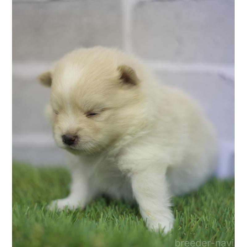 販売中の三重県のポメラニアン-426959の7枚目