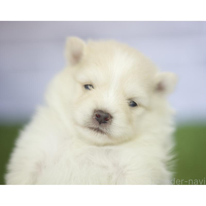 販売中の三重県のポメラニアン-426959の6枚目