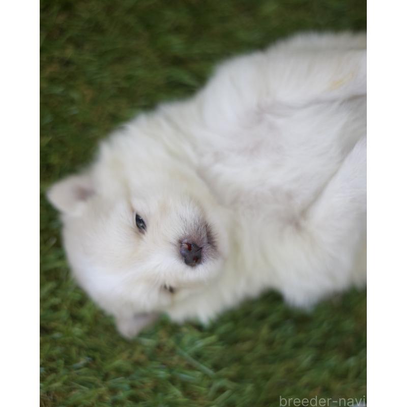 販売中の三重県のポメラニアン-426959の4枚目