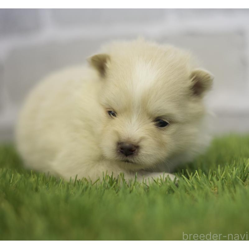 販売中の三重県のポメラニアン-426959の3枚目