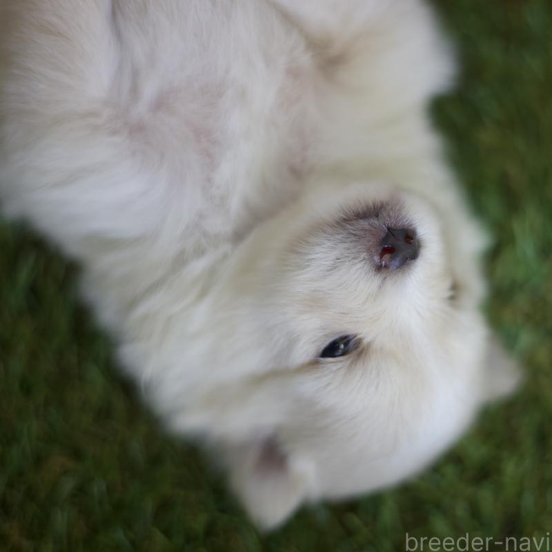 販売中の三重県のポメラニアン-426959の2枚目