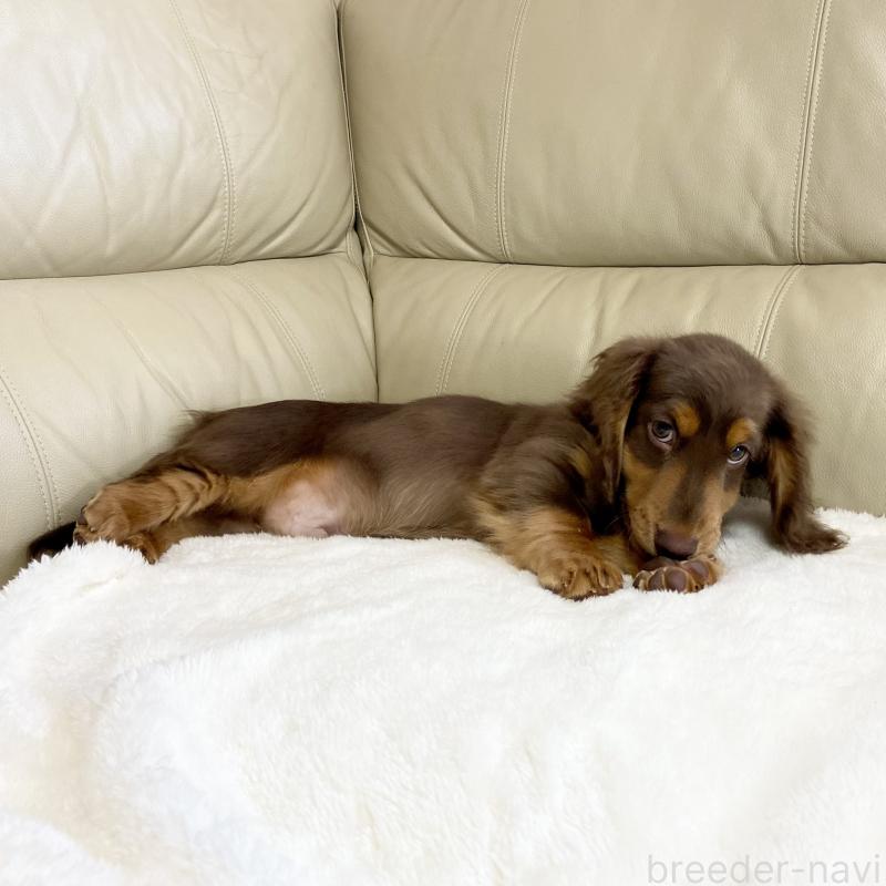 販売中の茨城県のミニチュアダックスフンド(ロングヘアード)-426961の14枚目