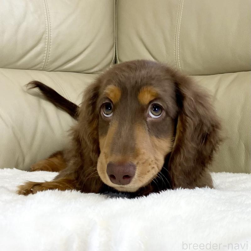 販売中の茨城県のミニチュアダックスフンド(ロングヘアード)-426961の13枚目