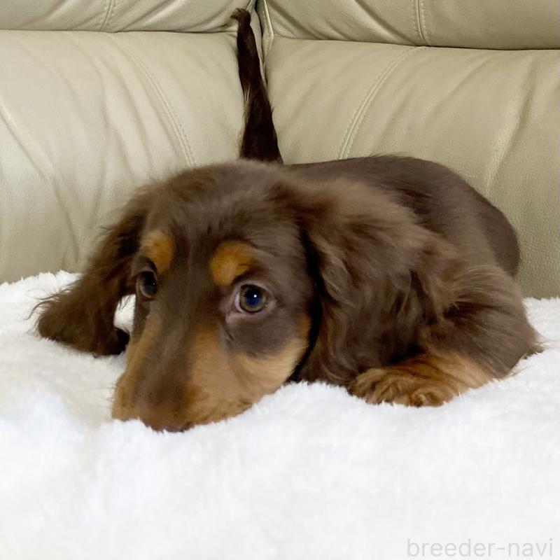 販売中の茨城県のミニチュアダックスフンド(ロングヘアード)-426961の12枚目