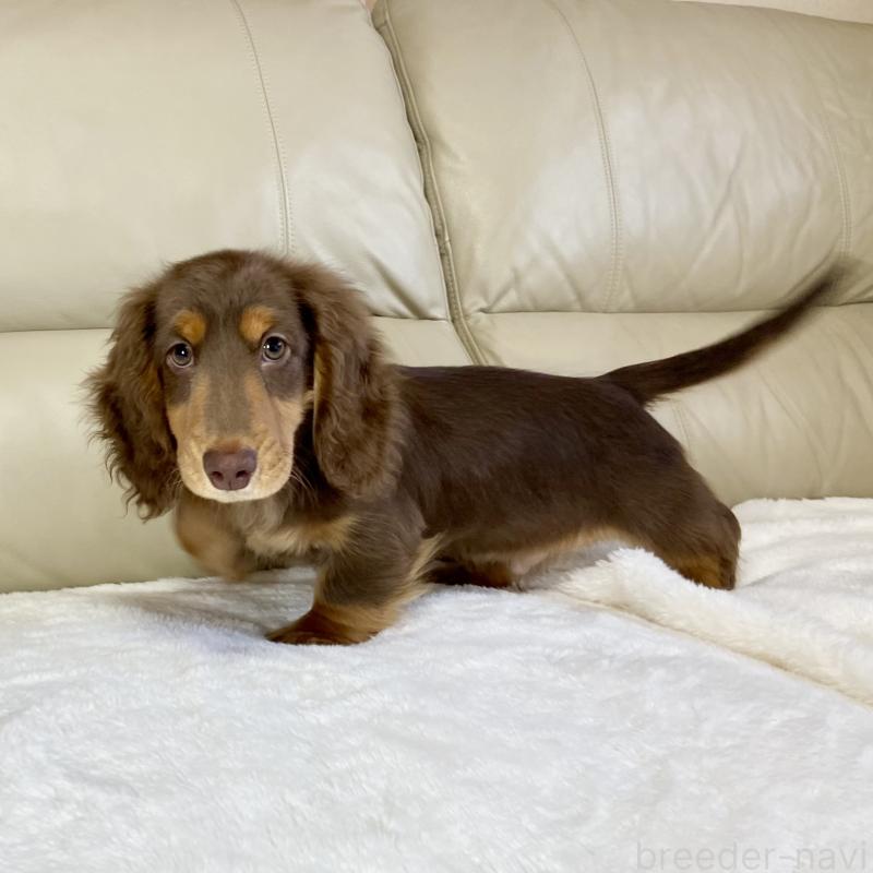 販売中の茨城県のミニチュアダックスフンド(ロングヘアード)-426961の11枚目