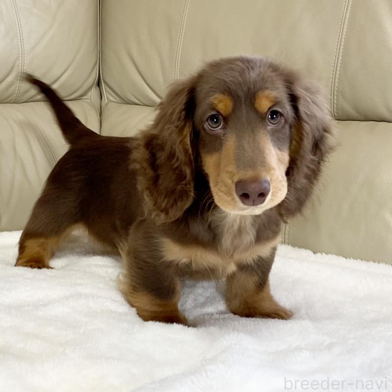 販売中ののミニチュアダックスフンド(ロングヘアード)-426961