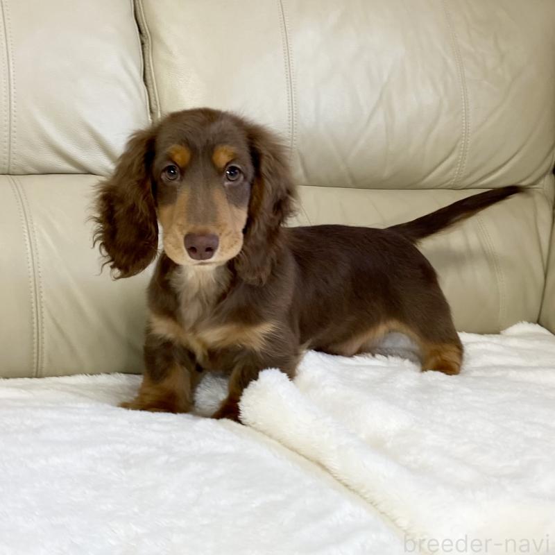 販売中の茨城県のミニチュアダックスフンド(ロングヘアード)-426961の10枚目