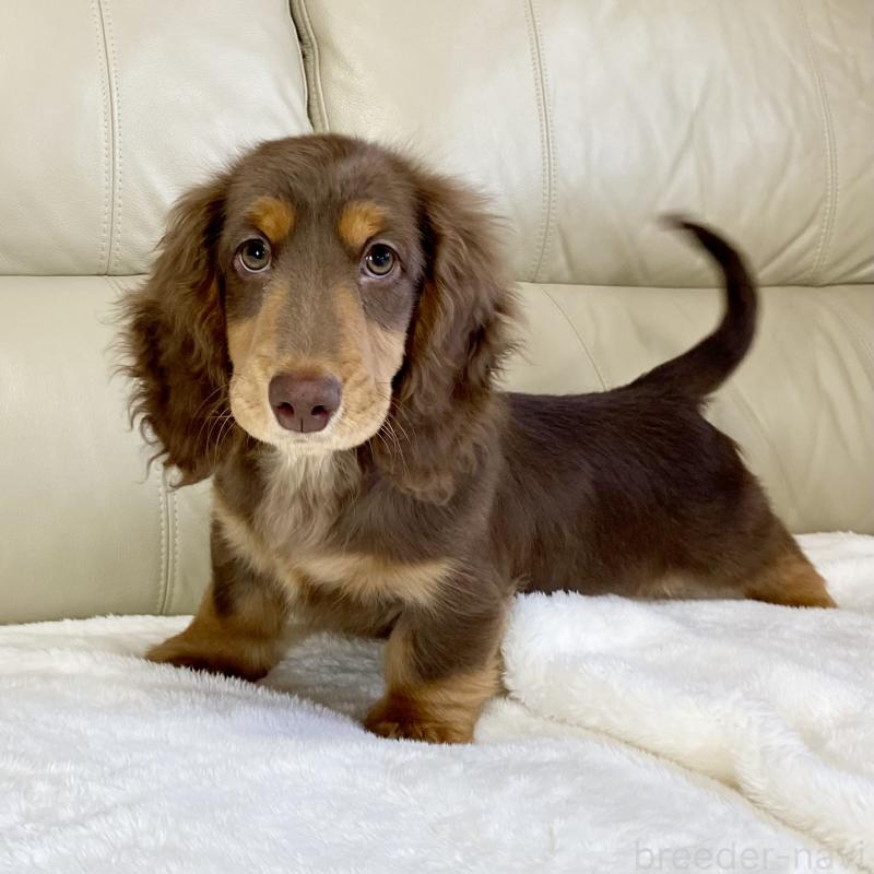 販売中の茨城県のミニチュアダックスフンド(ロングヘアード)-426961の9枚目