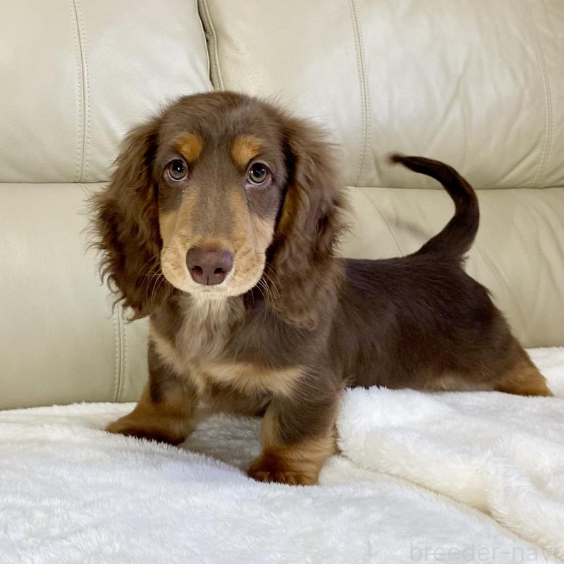 販売中の茨城県のミニチュアダックスフンド(ロングヘアード)-426961の8枚目