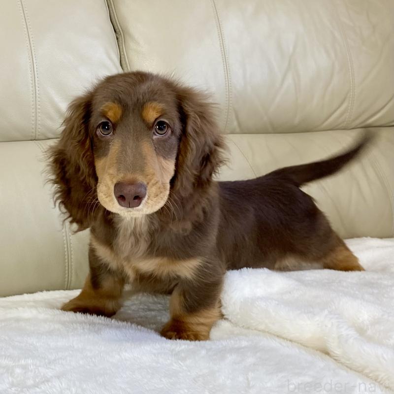 販売中の茨城県のミニチュアダックスフンド(ロングヘアード)-426961の7枚目