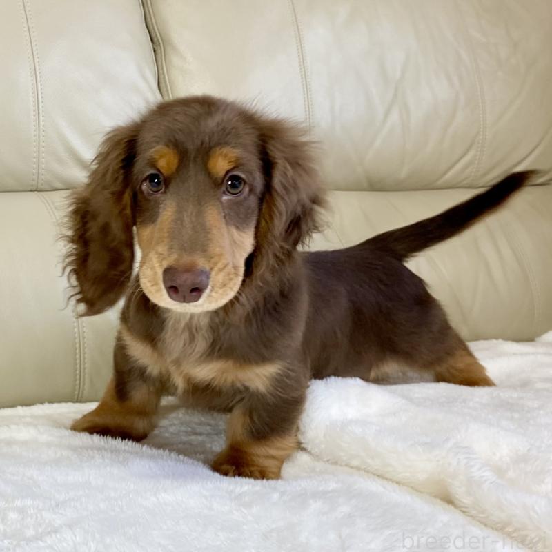 販売中の茨城県のミニチュアダックスフンド(ロングヘアード)-426961の6枚目