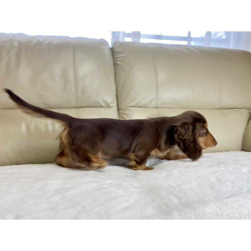 販売中の茨城県のミニチュアダックスフンド(ロングヘアード)-426961の4枚目