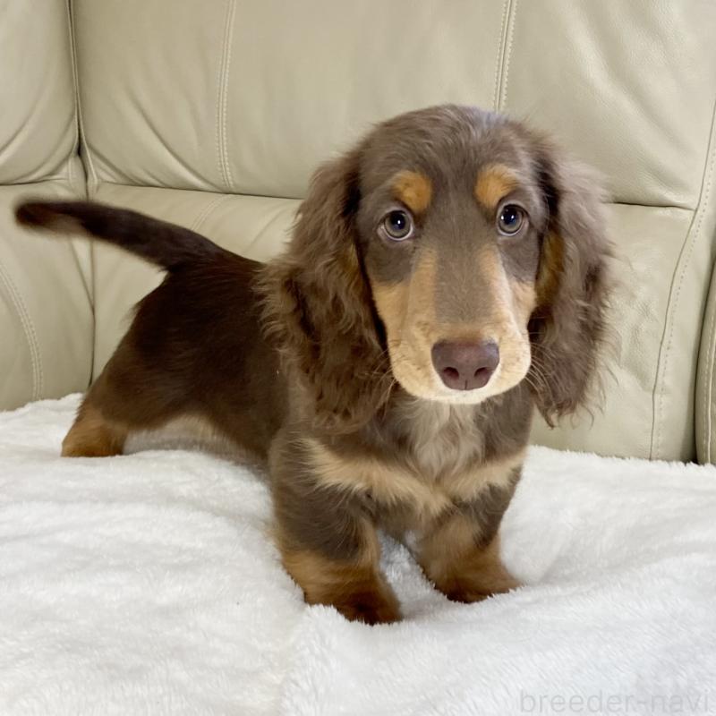 販売中の茨城県のミニチュアダックスフンド(ロングヘアード)-426961の3枚目