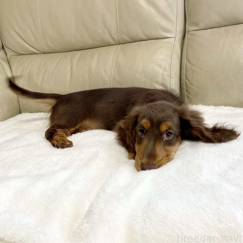 販売中の茨城県のミニチュアダックスフンド(ロングヘアード)-426961の2枚目