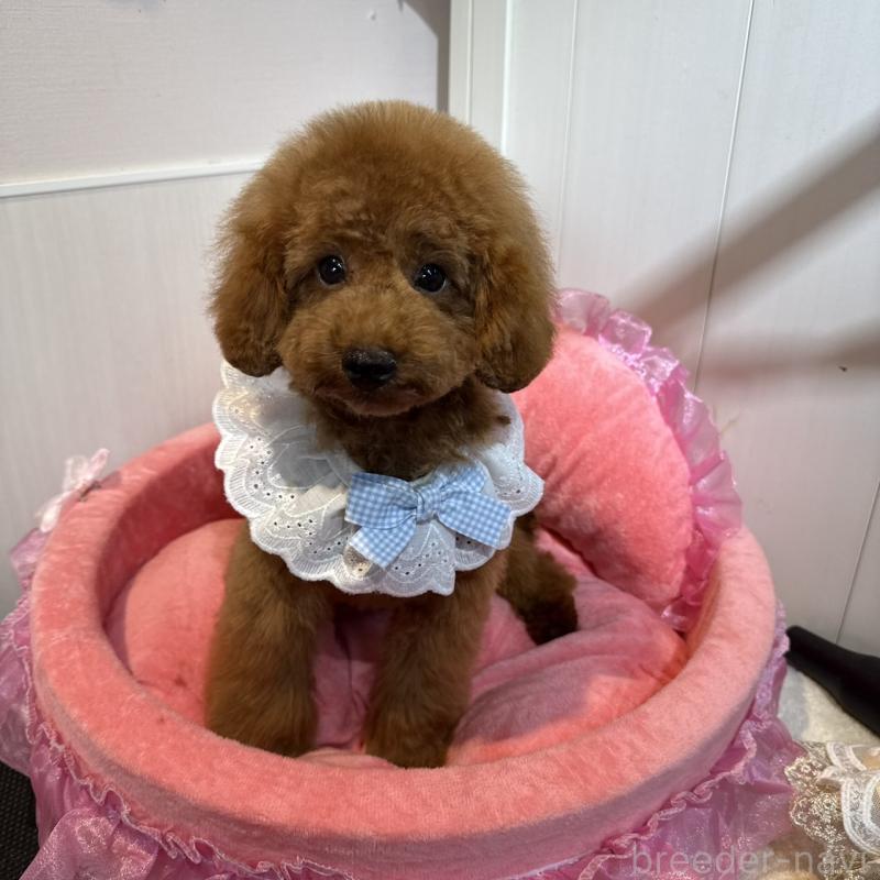 販売中の埼玉県のタイニープードル-397788の4枚目