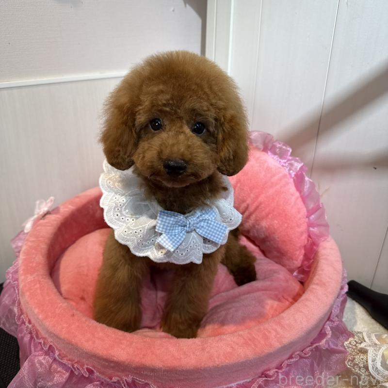 販売中の埼玉県のタイニープードル-397788