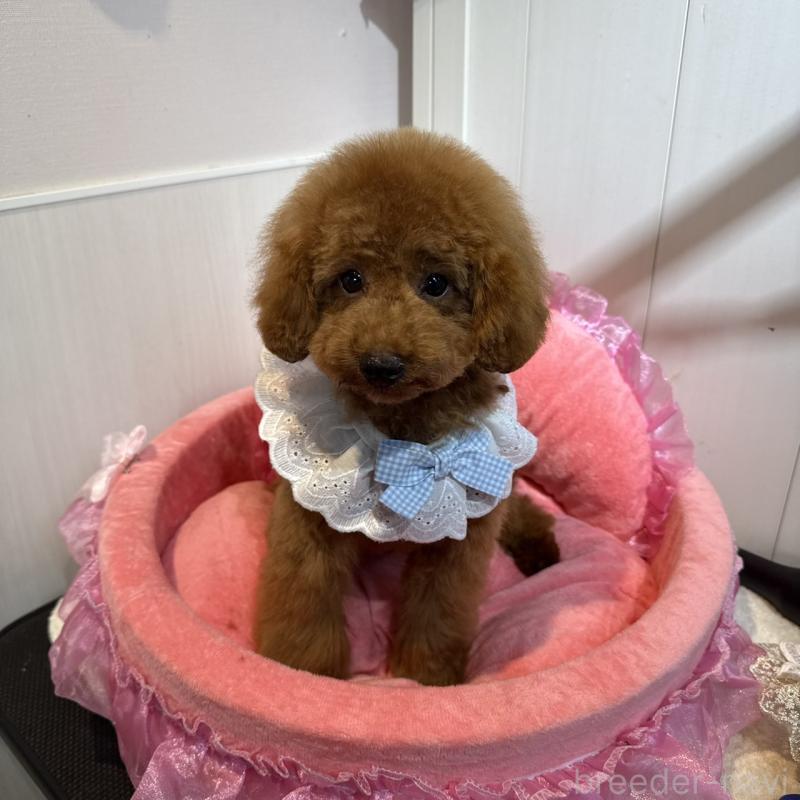 販売中の埼玉県のタイニープードル-397788の3枚目